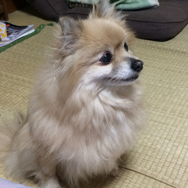 愛犬の菊ちゃん