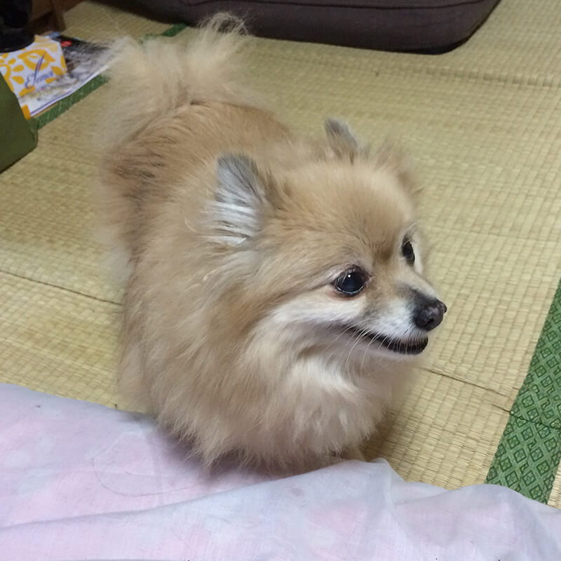 愛犬の菊ちゃん