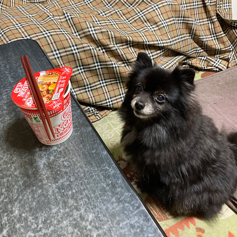 愛犬とカップ麺