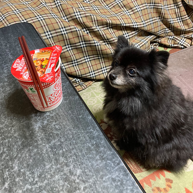 愛犬とカップ麺