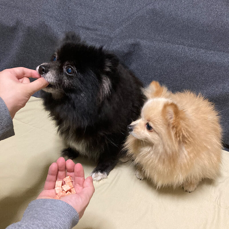 食いしん坊の愛犬たち