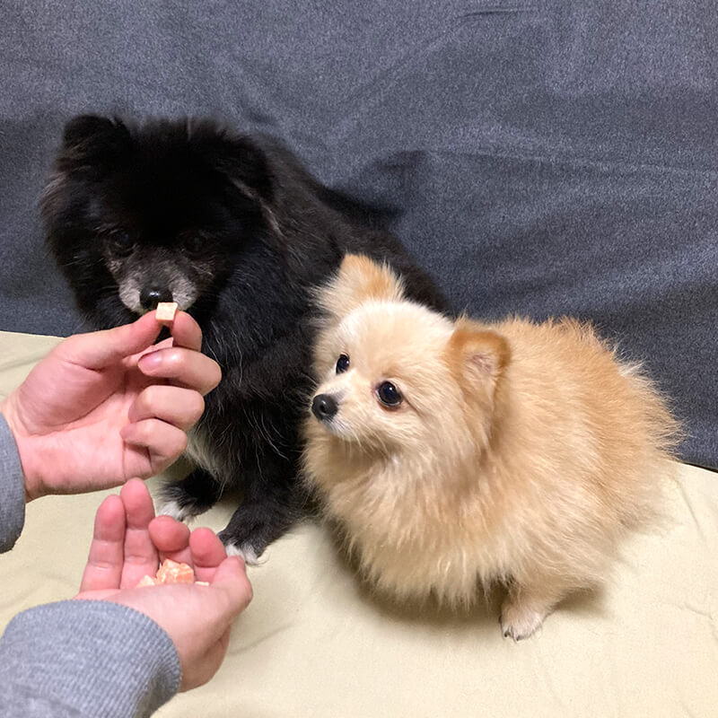 おやつを食べる愛犬たち