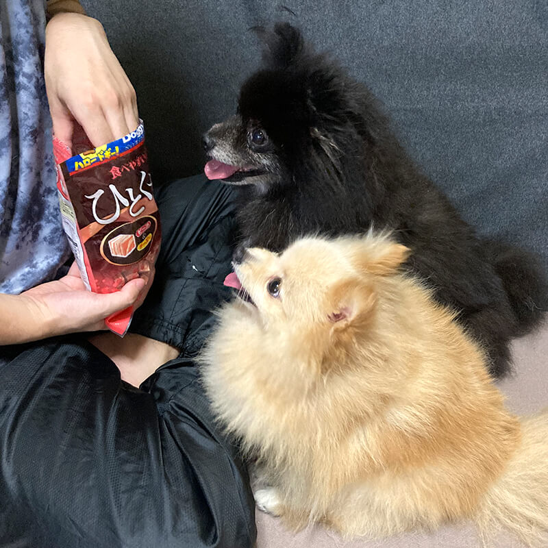 ひとくちダイスのビーフと愛犬たち