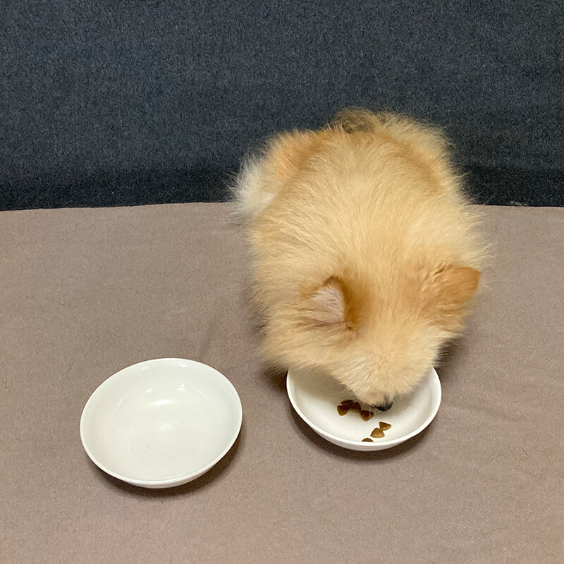 ロイヤルカナンを食べる愛犬