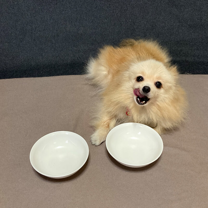 ロイヤルカナンを食べる愛犬