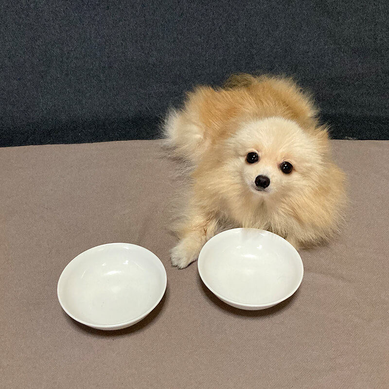 ロイヤルカナンを食べる愛犬