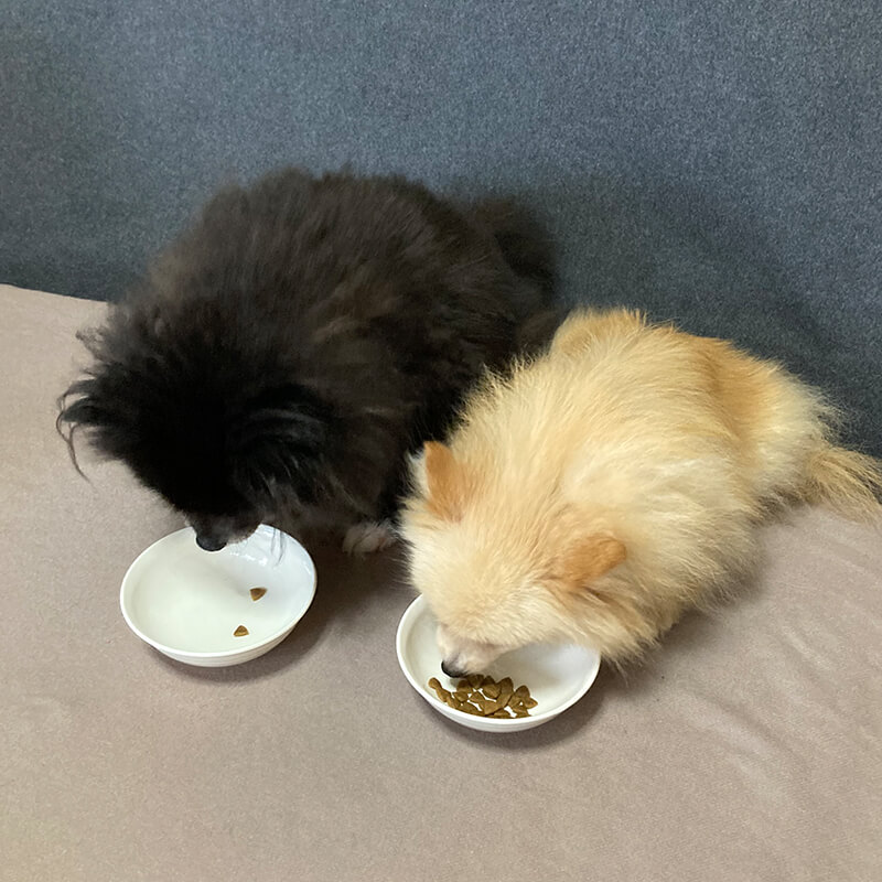 ロイヤルカナンを食べる愛犬たち