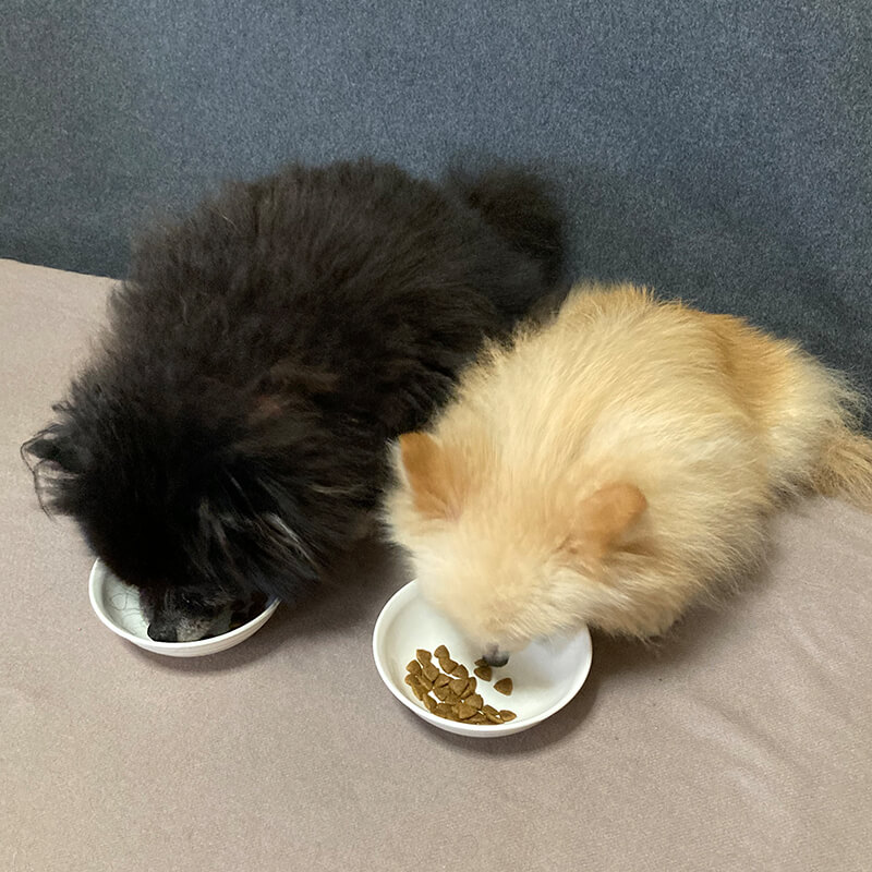 ロイヤルカナンを食べる愛犬たち