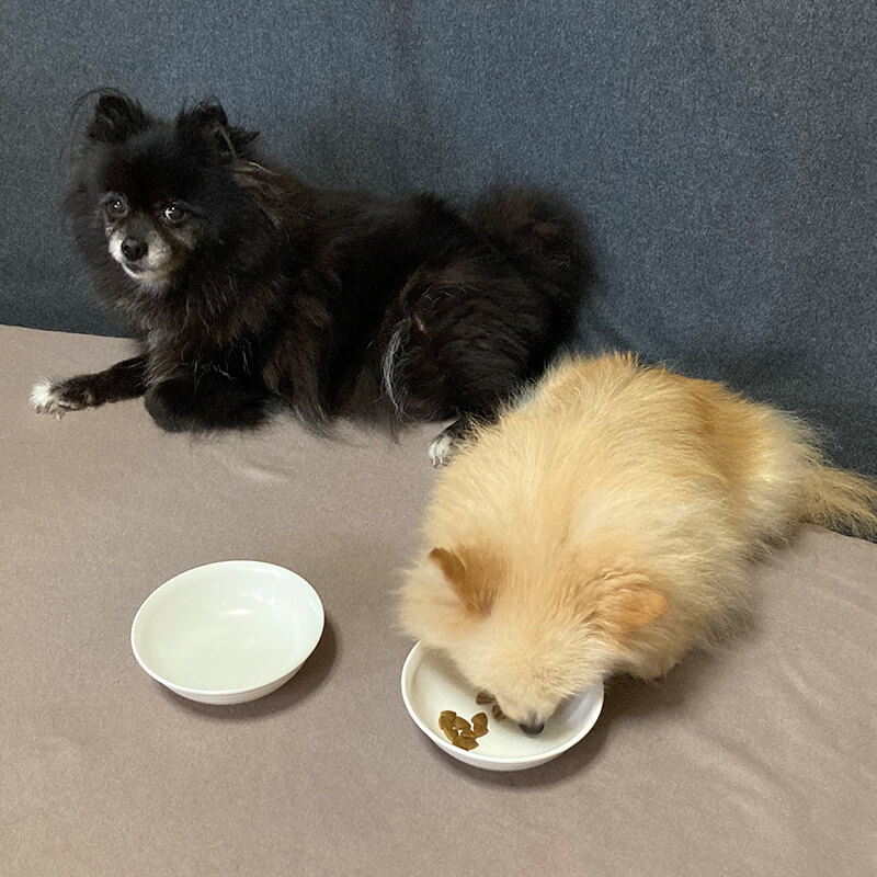 ロイヤルカナンを食べる愛犬