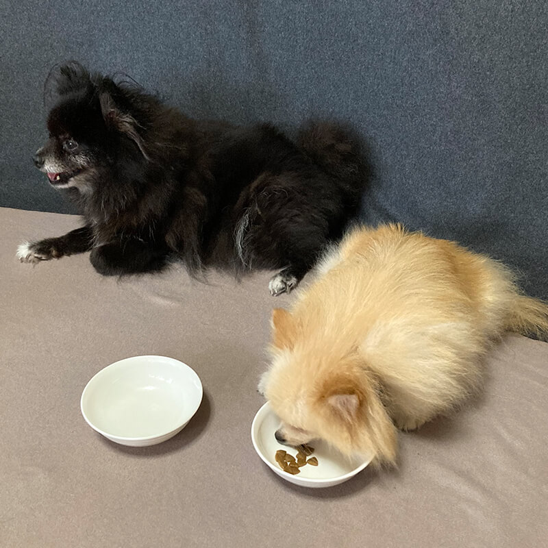 ロイヤルカナンを食べる愛犬