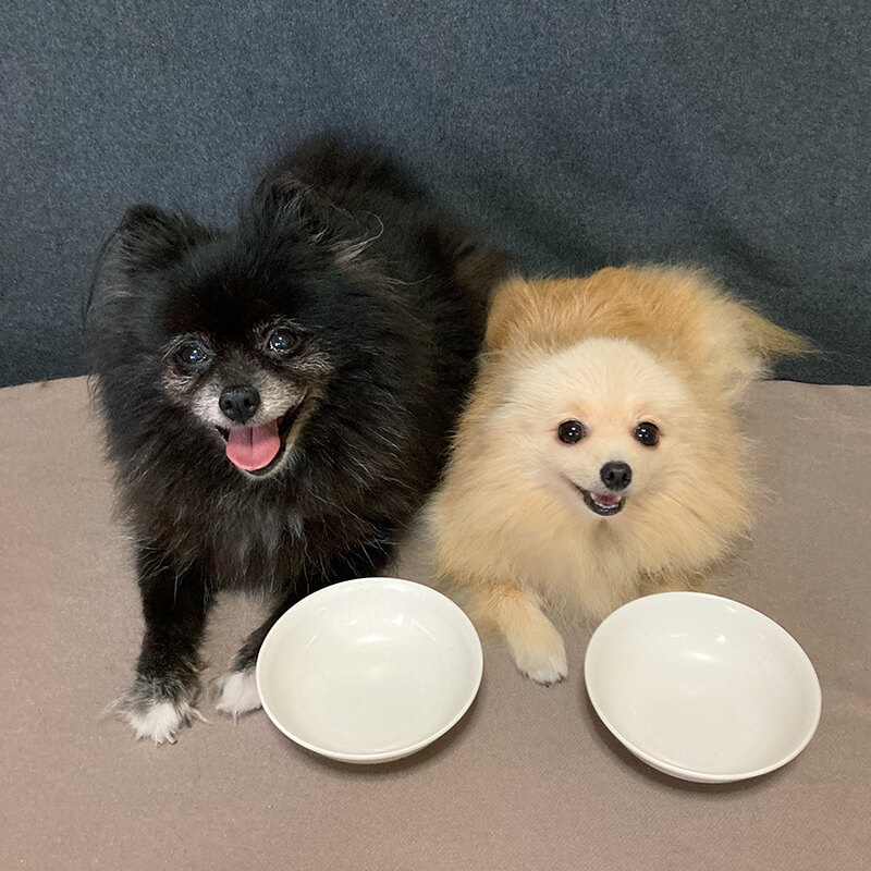 綺麗にロイヤルカナンを完食した愛犬たち